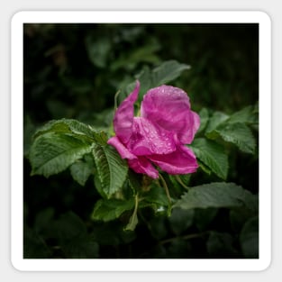 Drops Of Rain On A Rose Sticker